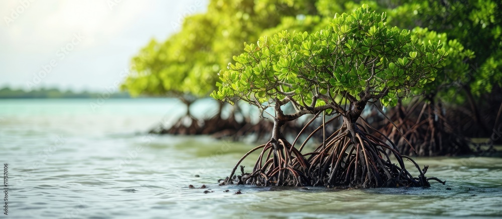 Poster mangrove trees on shoreline conservation land from seawater abrasion. Copy space image. Place for adding text or design