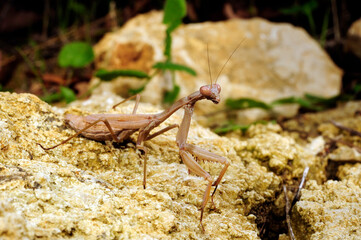 Mittelmeer-Gottesanbeterin // Mediterranean mantis (Iris oratoria) - Peloponnes, Griechenland
