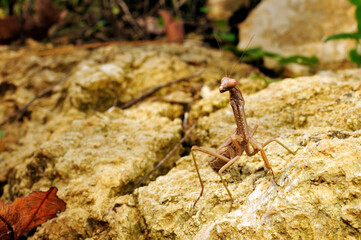 Mediterranean mantis // Mittelmeer-Gottesanbeterin (Iris oratoria) - Peloponnes, Griechenland