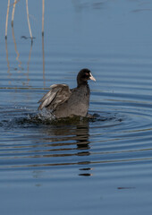Eurasian Coot flapping on the lagoon	