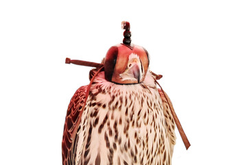 Falcon hunter sits with a mask on his head, isolated on a white background. Eyes of a bird of prey...