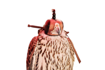 Falcon hunter sits with a mask on his head, isolated on a white background. Eyes of a bird of prey on falconry closed hood, isolated on a white background. Falcon with a cap on his face, close-up.