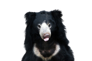 In the Himalayas in the summer he lives at an altitude in the winter down to the foot of the mountains, isolated on a white background. Young black Ussuri bear
