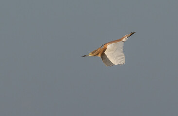 Squacco Heron in flight over the marshes of the ebro delta	