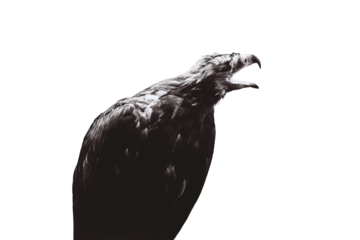 Flashy black eagle, the ominous mystical concept, isolated on a white background. Bird terrify, the foreboding animal from a horror movie. Night fear and phobia of birds, concept