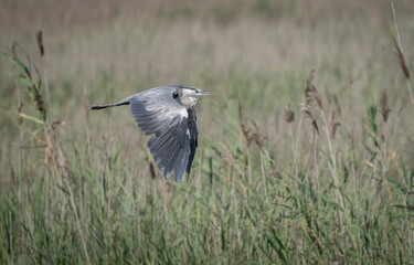 grey heron in flight over the marsh	
