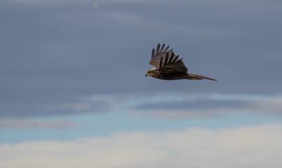 western marsh harrier in flight over the lagoon	