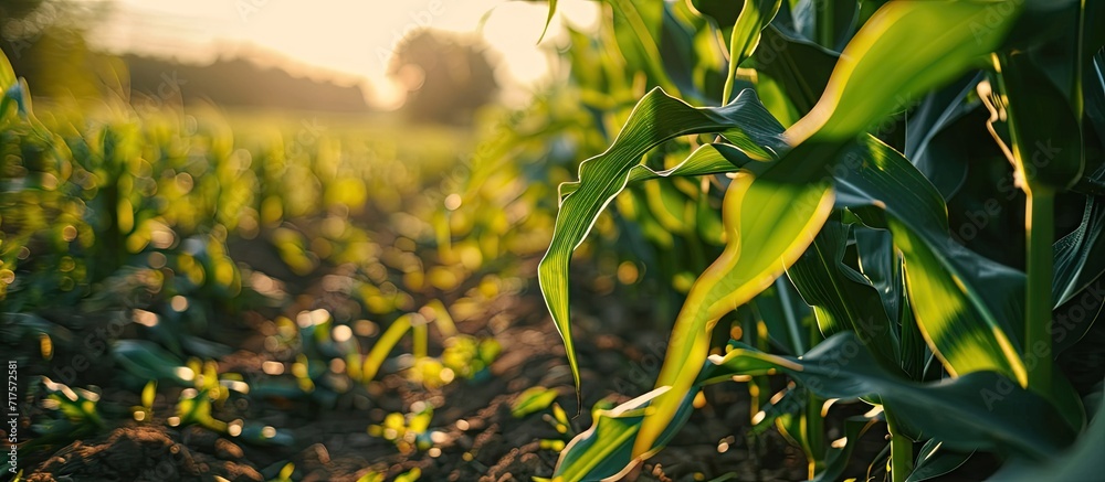 Poster leaves of corn in sun ripening of the corn field green leaves of plants in field. copy space image. 