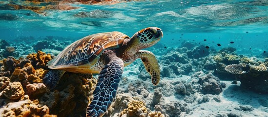 Hawksbill sea turtle swims over a tropical coral reef. Copy space image. Place for adding text or design