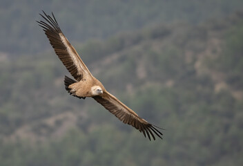 griffon vulture in flight over the ravines	