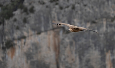 griffon vulture in flight over the ravines	
