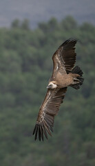 griffon vulture in flight over the ravines	