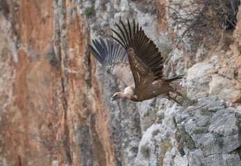 griffon vulture taking off from the cliff