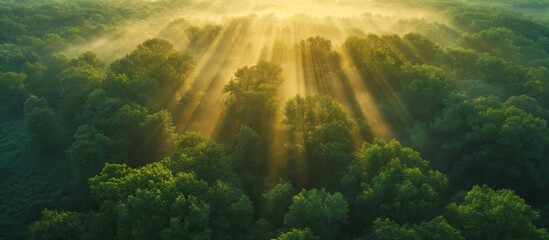 Vintage effect seen in a summer morning mist over a green forest in an aerial drone image with sunrise and rays of light. - obrazy, fototapety, plakaty