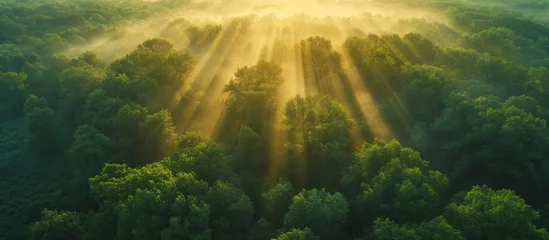 Foto op Plexiglas Vintage effect seen in a summer morning mist over a green forest in an aerial drone image with sunrise and rays of light. © TheWaterMeloonProjec