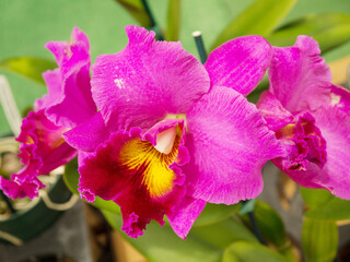 Beautiful pink purple Hawaiian Volcano Queen Cattleya orchid flower in bloom