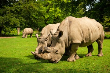 White Rhinoceros Beautiful Nature Looking Habitat Wild Animals Captivity Prehistoric Endangered Species Zoo (1)1