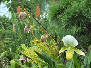 Venus slipper or Paphiopedilum orchids on green botanical garden background