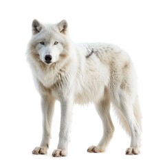Obraz premium Arctic Wolf in natural pose isolated on white background, photo realistic