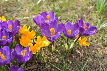 Spring. First spring flowers close-up