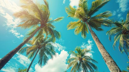 photograph of Tropical coastal palm trees, vintage chic, coconut trees, summer retro.