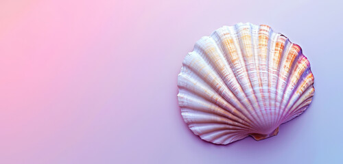 Scallop seashell with a smooth texture on a gradient pink to blue background.
