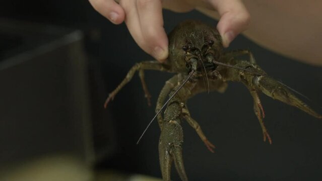 cancer is cooked in a saucepan in the kitchen, cooking, dill, food, dish, diet food, sea crayfish, river crayfish, green raw live crayfish