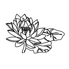 Lotus or water lily flowers blooming one line art drawing