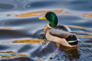 Common mallard, mallard Anas platyrhynchos - a species of large water bird from the Anatidae family. It is the most common and most widespread species of duck. close-up photography, Poland