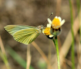 papillon jaune sur fleur jaune...