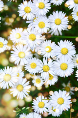 Beautiful flower meadow with Daisys  and bokeh lights - summer greeting card