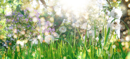 green grass and sun rays - spring summer flower meadow in the garden - season nature background