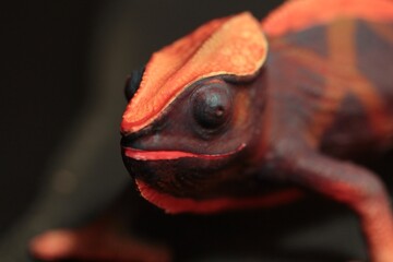 miniature figurine toy of a chameleon