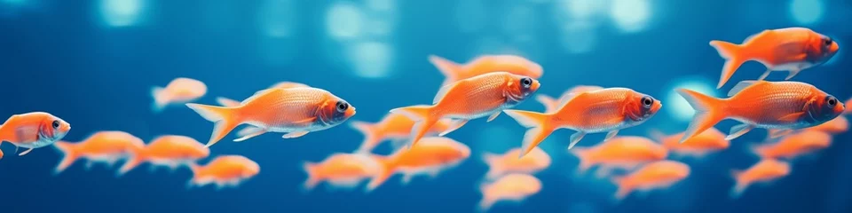Fotobehang A group of vibrant orange goldfish swimming together in clear blue water. © tashechka