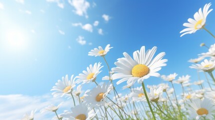 Vibrant white daisies bask under a sunny blue sky in a clear, natural setting.