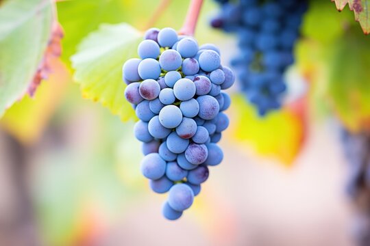 closeup of zinfandel grape cluster on the vine