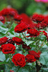 Obraz premium 赤いバラの花