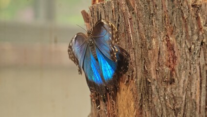 Tropical Blue Morpho Menelaus Butterfly Climbing Up Wooden Trunk in Butterfly Garden Exposition
