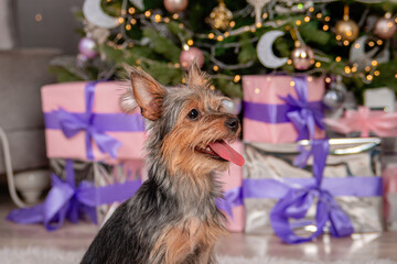 Close-up portrait of a small pinscher dog against the background of a Christmas tree and gifts.
