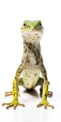 Obraz premium Closeup of Wild Sand Lizard isolated on a white background. Incredible Green Reptile. Nature