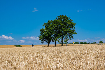 Trois arbres au milieu d'un champ de blé en été
