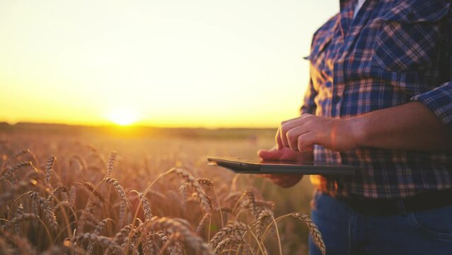 Man botanist with tablet works in field. Farmer agronomist checks ripe wheat, growth, collects data in tablet. Scientist conducts research of plant cultivation. Harvesting, digitization concept.