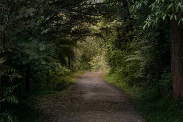 Forest path leading to the light at the end of the tunnel.