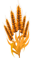 wheat graphics Agricultural business and food production for consumption