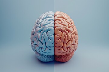 A close-up image showcasing the two halves of a brain. This picture can be used to represent neuroscience, psychology, or the concept of left and right brain thinking.