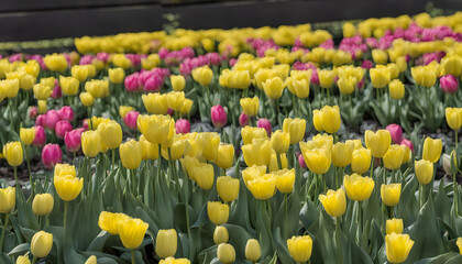 Field of yellow and pink tulips