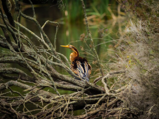 Colorful Darter Wings Furled