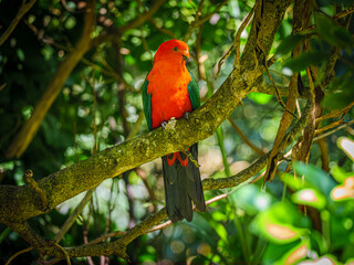 Fototapeta premium King Parrot Head Left