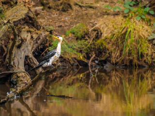 Pied Cormorant On Perch