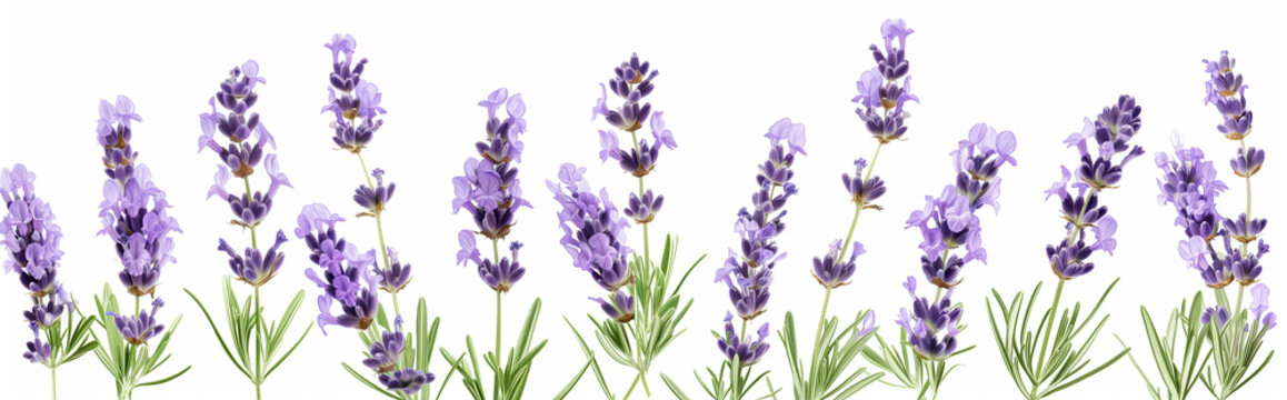 Seamless row of vibrant lavender flowers isolated on white.
